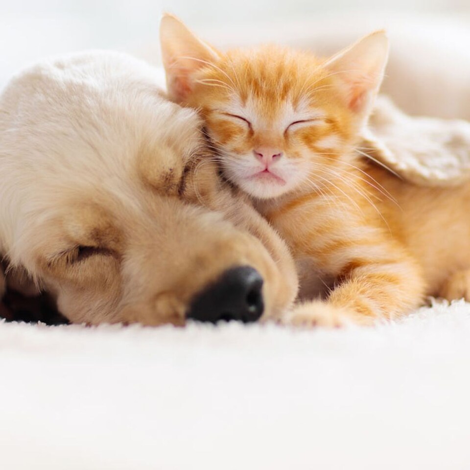 Amigos Peludos