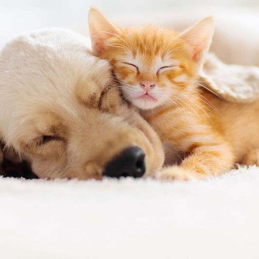 Amigos Peludos